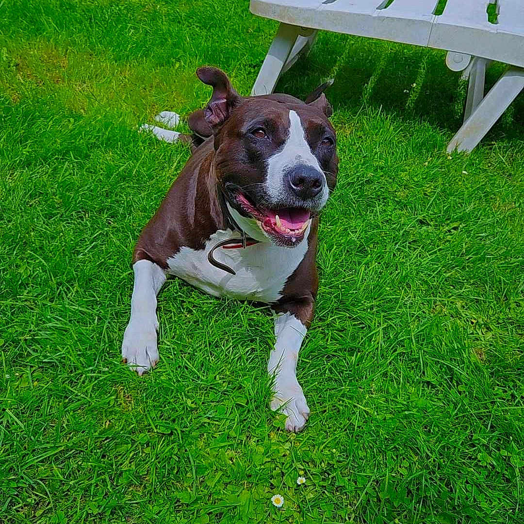 Nala