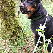 Tiago a rejoint le concours — aidez-le/la à gagner de superbes lots ! accessories, animal, canine, dog, grass, grove, herbal, herbs, jungle, land, nature, outdoors, pet, plant, puppy, rainforest, strap, tree, vegetation, woodland