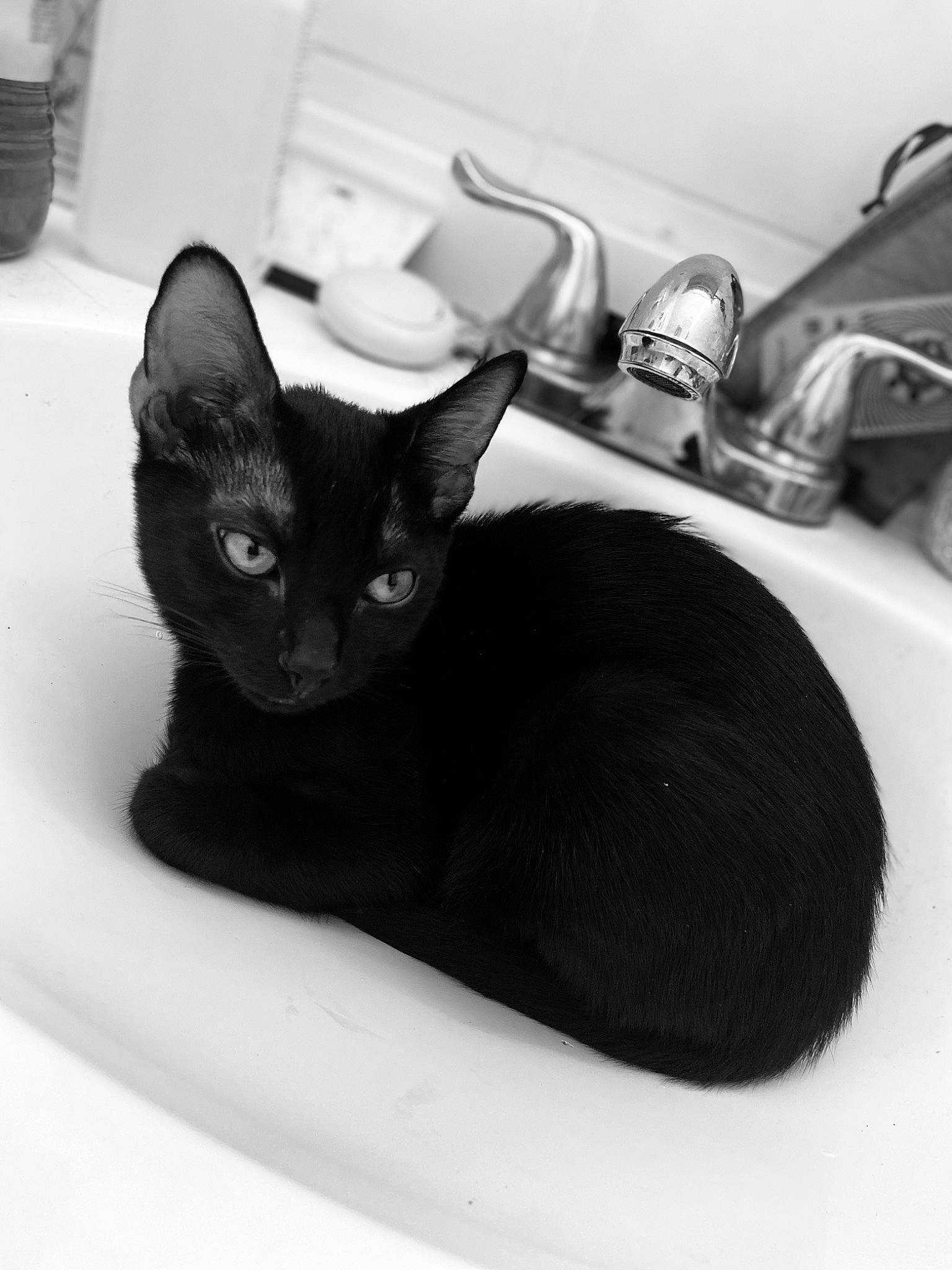 Onyx is registered to the contest to win money with this photo: black_cat, bombay, carnivore, cat, cat_supply, comfort, domestic_short_haired_cat, felidae, fur, monochrome_photography, paw, plumbing, plumbing_fixture, sink, small_to_medium_sized_cats, snout, tap, whiskers