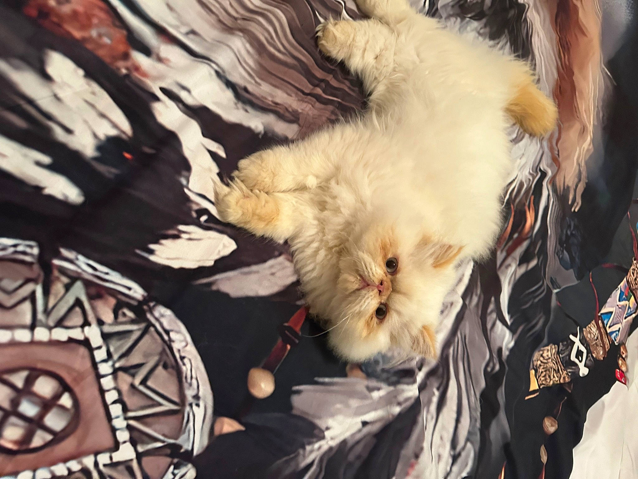 Ulysse participe au concours pour gagner de l'argent avec cette photo : automotive_tire, canidae, carnivore, close_up, companion_dog, dog_breed, eyewear, fawn, felidae, fur, pattern, plant, pomeranian, small_terrier, small_to_medium_sized_cats, snout, sporting_group, terrier, toy_dog, whiskers