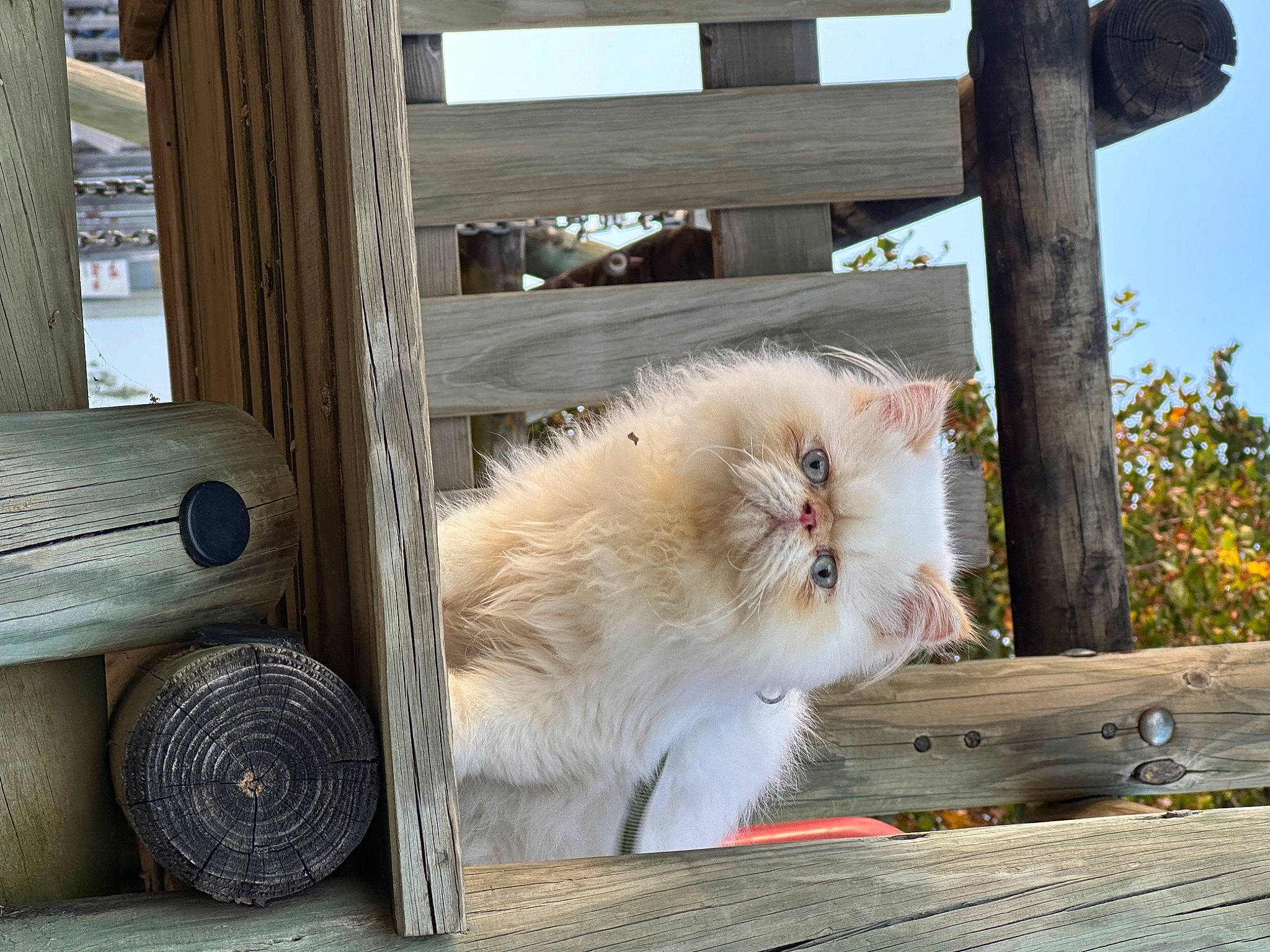 Ulysse a rejoint le concours — aidez-le/la à gagner de superbes lots ! canidae, carnivore, cat, companion_dog, fawn, felidae, fur, hardwood, house, sky, small_to_medium_sized_cats, snout, tail, whiskers, wood