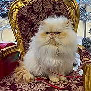 Ulysse participe au concours pour gagner de l'argent avec cette photo : cat, persian_cat, fluffy, chair, ornate, purple, gold_trim, indoor, decorations, lights, leash, pet, furniture, animal, mammal, portrait, sitting, expression, closeup, background