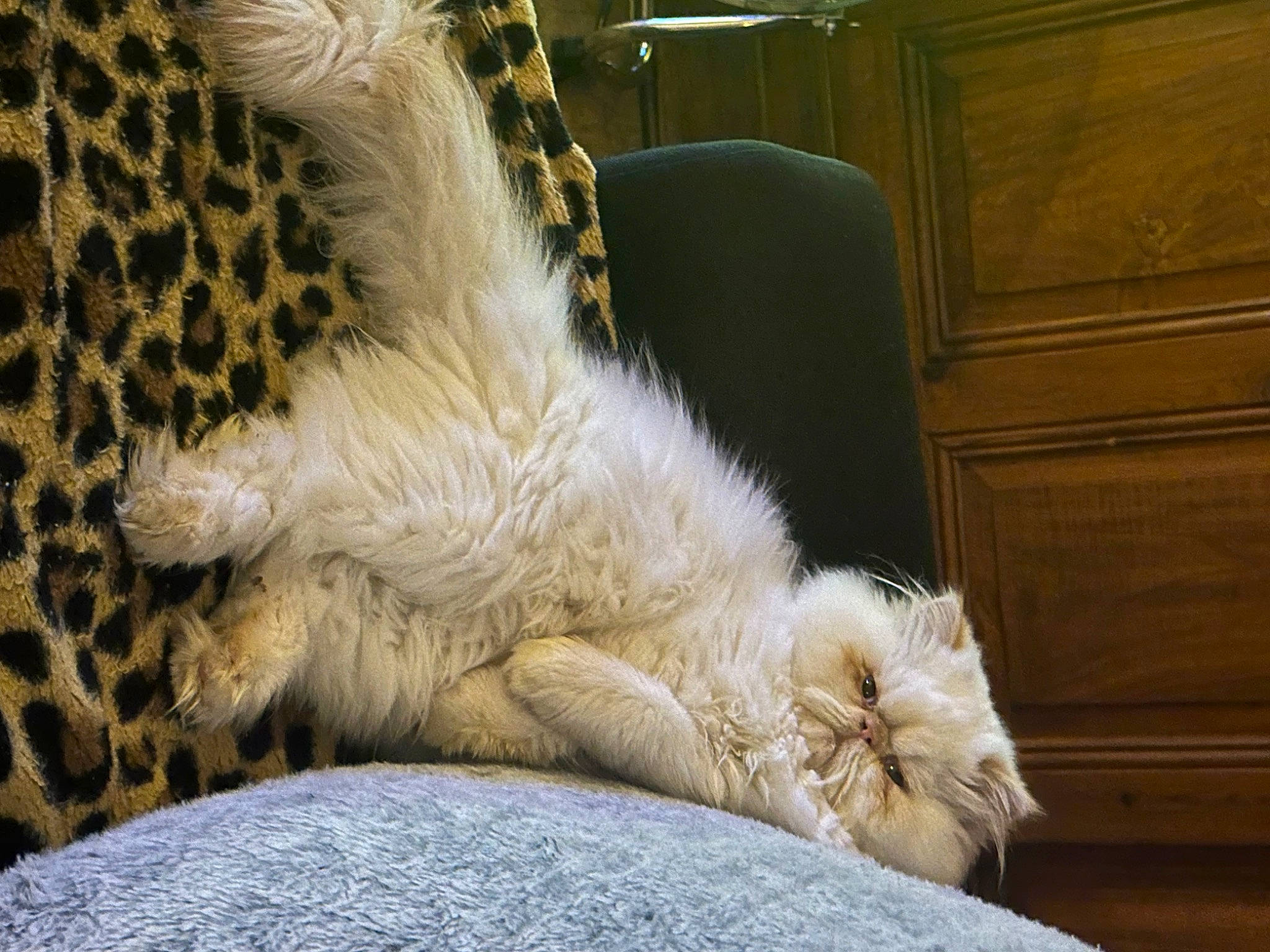 Ulysse participe au concours pour gagner de l'argent avec cette photo : big_cats, cabinetry, carnivore, cat, cheetah, claw, comfort, drawer, fawn, felidae, fur, nap, paw, sleep, small_to_medium_sized_cats, snout, tail, terrestrial_animal, whiskers, window