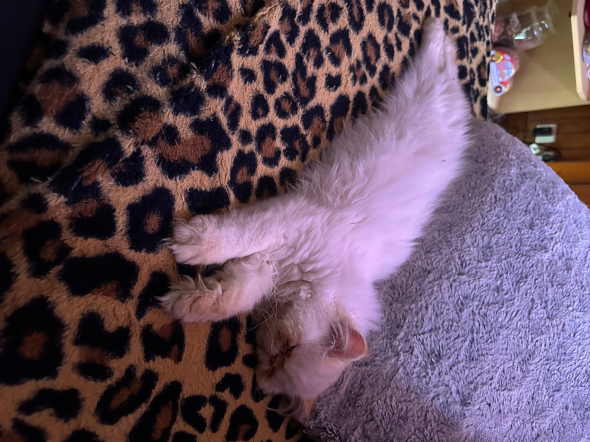 Ulysse a rejoint le concours — aidez-le/la à gagner de superbes lots ! carnivore, cat, claw, comfort, domestic_short_haired_cat, fawn, felidae, fur, linens, nap, pattern, paw, shelf, small_to_medium_sized_cats, snout, tail, terrestrial_animal, whiskers, wildlife