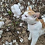 Nyx is registered to the contest to win money with this photo: cat, cotton_field, cotton_boll, animal, outdoor, nature, curious, white_cat, orange_cat, plant, soil, flora, pet, fur, whiskers, close_up, daylight, ground, agriculture, environment