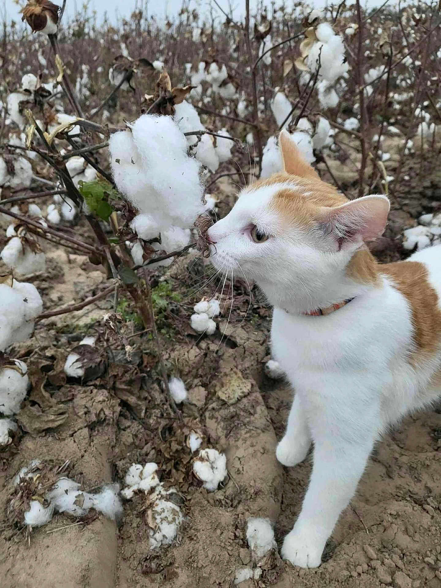 Nyx is registered to the contest to win money with this photo: cat, cotton_field, cotton_boll, animal, outdoor, nature, curious, white_cat, orange_cat, plant, soil, flora, pet, fur, whiskers, close_up, daylight, ground, agriculture, environment