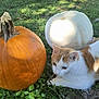 Nyx joined the competition — help win amazing prizes! cat, orange_and_white_cat, pumpkin, white_pumpkin, orange_pumpkin, grass, leaves, outdoor, nature, sunlight, animal, fall, autumn, curious, pet, mammal, plant, garden, daylight, relaxing