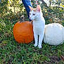 cat, orange_pumpkin, white_pumpkin, grass, outdoor, person_legs, nature, greenery, autumn, animal, pet, curious, feline, plant, stem, leaf, sunlight, daylight, walking, field