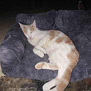 Sunshine joined the competition — help win amazing prizes! cat, sleeping, pet_bed, plush, cream_and_white, feline, indoor, cozy, resting, animal, fur, tail, paw, closed_eyes, soft, cushion, comfort, quiet, relaxation, home