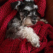Lexie joined the competition — help win amazing prizes! dog, schnauzer, blanket, red_blanket, knit_blanket, couch, leather_couch, pet, fur, snuggled, cozy, indoor, resting, paw, animal, companion, cute, domestic_animal, canine, relaxed
