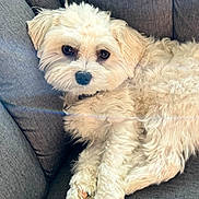 Amigo participe au concours pour gagner de l'argent avec cette photo : dog, white_dog, fluffy, couch, indoor, pet, relaxed, looking_at_camera, fur, canine, companion, animal, cute, home, cozy, portrait, paw, sitting, furniture, lens_flare