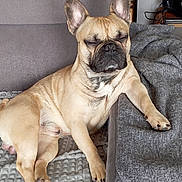 Raymond a rejoint le concours — aidez-le/la à gagner de superbes lots ! dog, french_bulldog, pet, couch, sofa, blanket, living_room, sleepy, ears, paws, indoor, home, relaxed, cream_coat, nap, upholstery, cushion, portrait, furniture, domestic