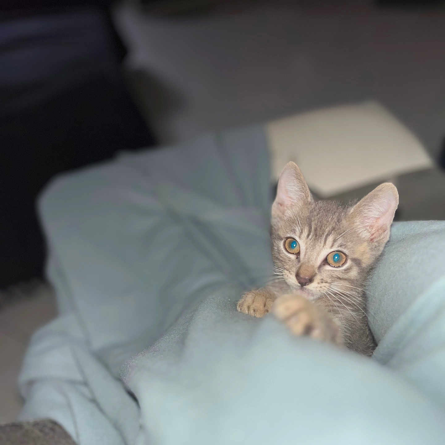 Jungeli a rejoint le concours — aidez-le/la à gagner de superbes lots ! animal, blanket, cat, comfort, cozy, curious, cute, domestic, eyes, feline, fur, indoor, kitten, mammal, paws, pet, resting, soft, whiskers, young