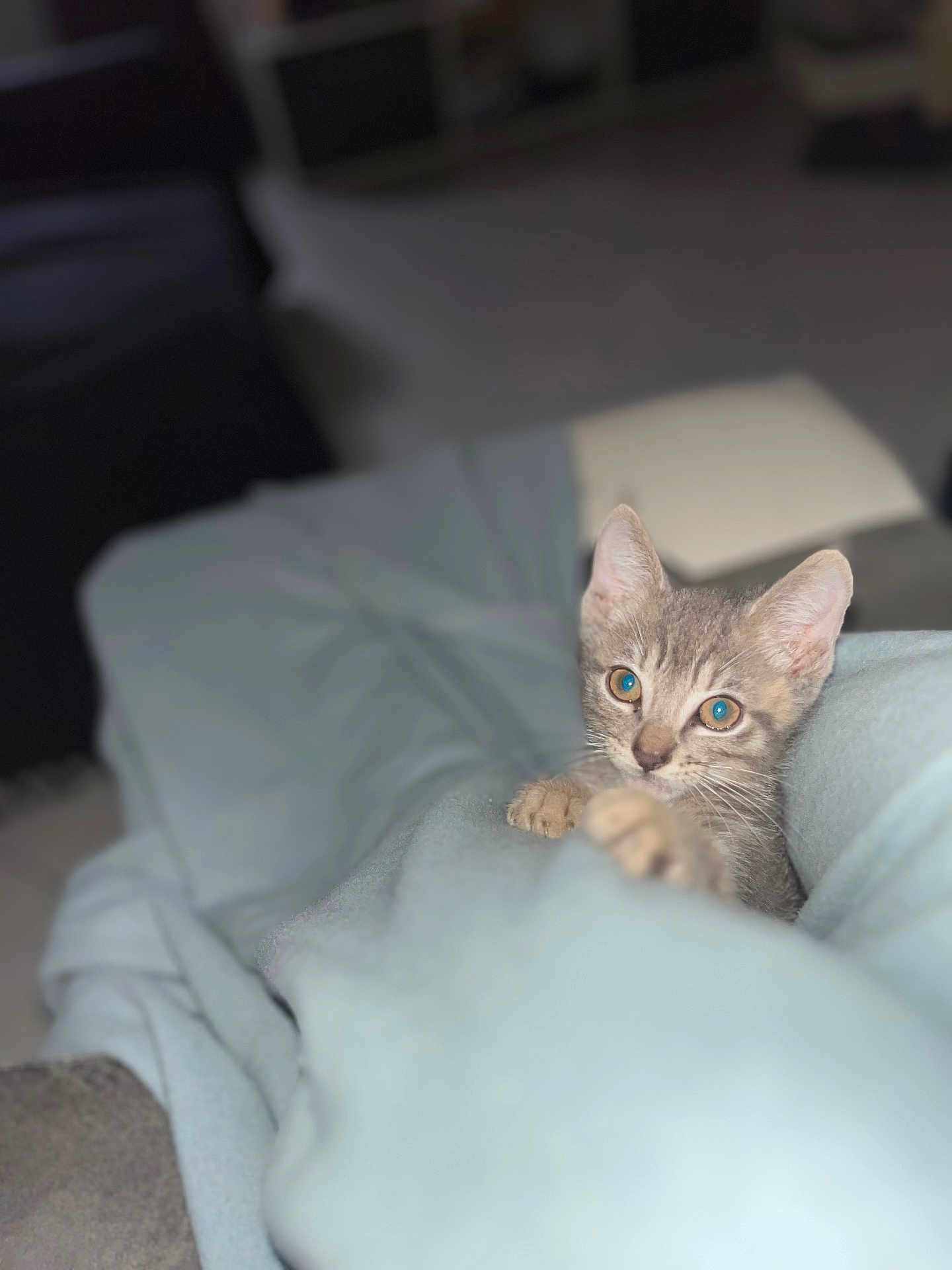 Jungeli a rejoint le concours — aidez-le/la à gagner de superbes lots ! kitten, cat, animal, pet, blanket, indoor, cozy, soft, cute, fur, paws, eyes, curious, young, mammal, whiskers, resting, comfort, domestic, feline