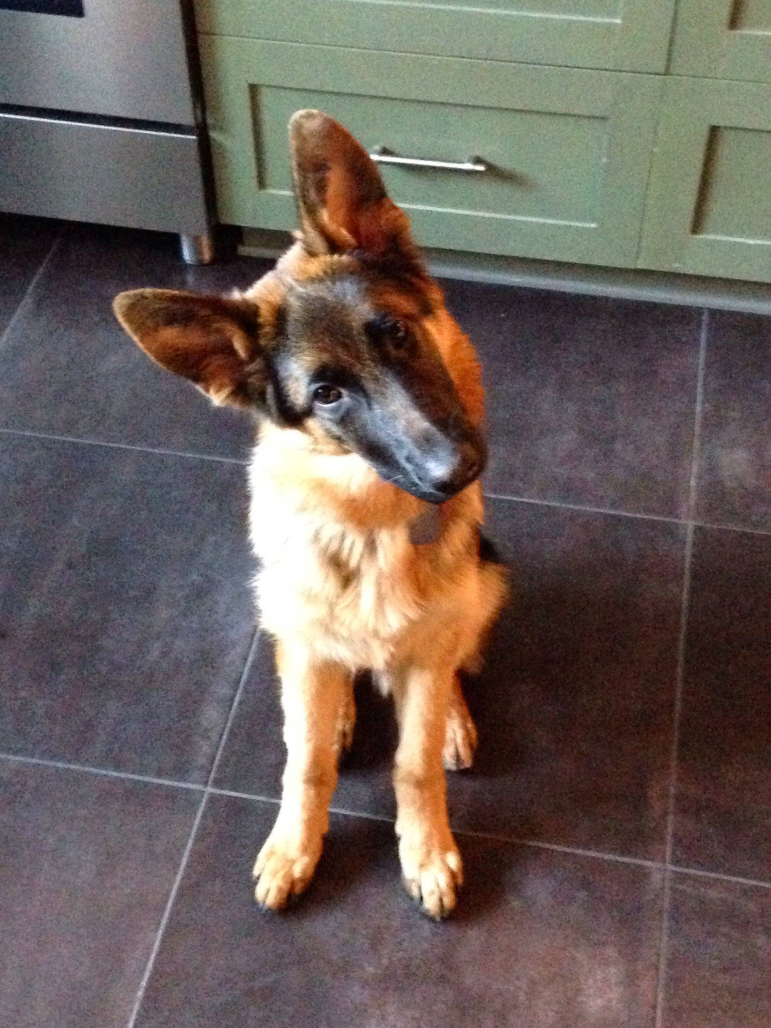 Ivan is registered to the contest to win money with this photo: belgian_shepherd, belgian_shepherd_malinois, canidae, carnivore, companion_dog, dog, dog_breed, ear, east_european_shepherd, fawn, german_shepherd_dog, king_shepherd, mammal, old_german_shepherd_dog, police_dog, rare_breed_dog, snout, vertebrate, working_dog