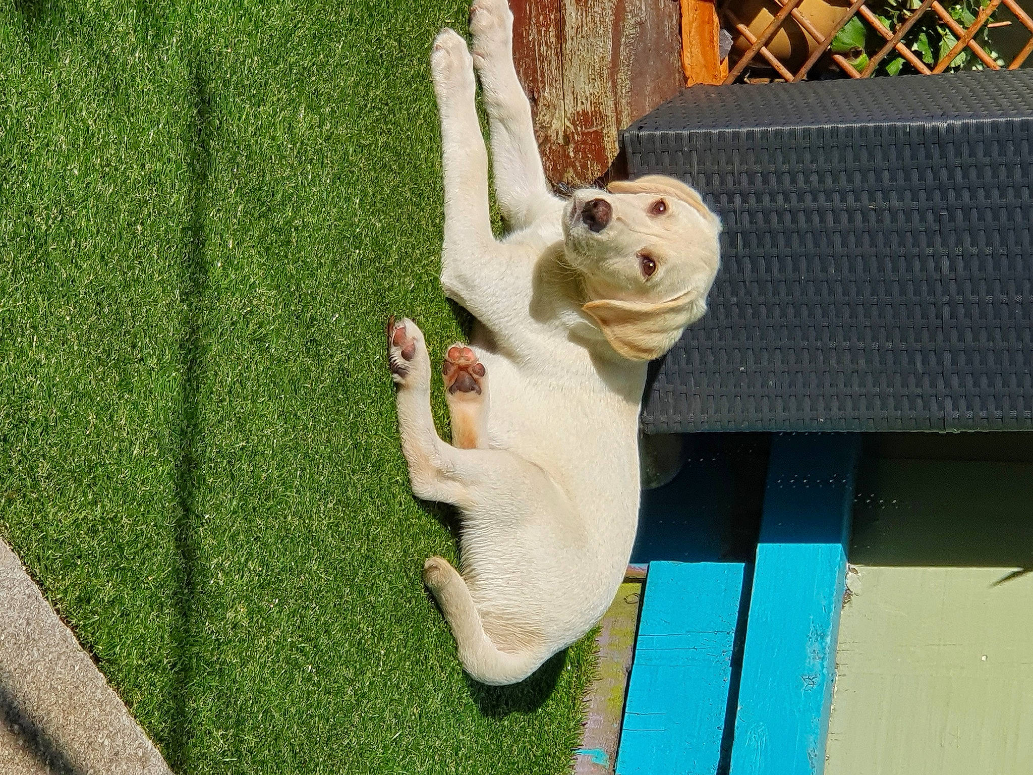 Chase is registered to the contest to win money with this photo: art, fawn, fish, garden, grass, lawn_ornament, lizard, plant, plush, reptile, scaled_reptile, sculpture, stuffed_toy, tail, toy, tree, trunk, wall, wood, yard