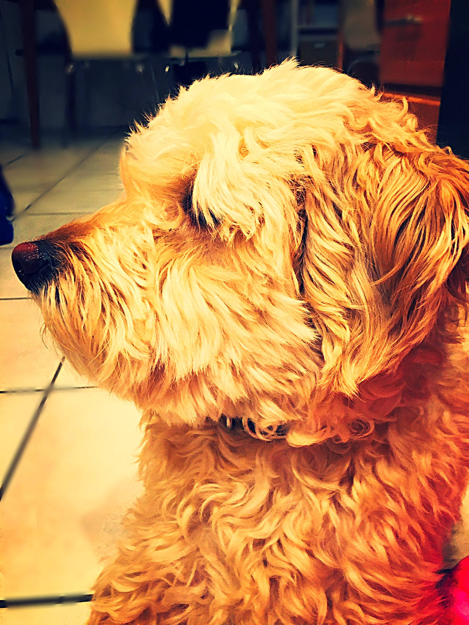 Polly joined the competition — help win amazing prizes! canidae, carnivore, cockapoo, companion_dog, dog, dog_breed, dutch_smoushond, fur, glen_of_imaal_terrier, irish_soft_coated_wheaten_terrier, mammal, puppy, rare_breed_dog, schnoodle, small_terrier, sporting_group, sporting_lucas_terrier, terrier, vertebrate, west_highland_white_terrier