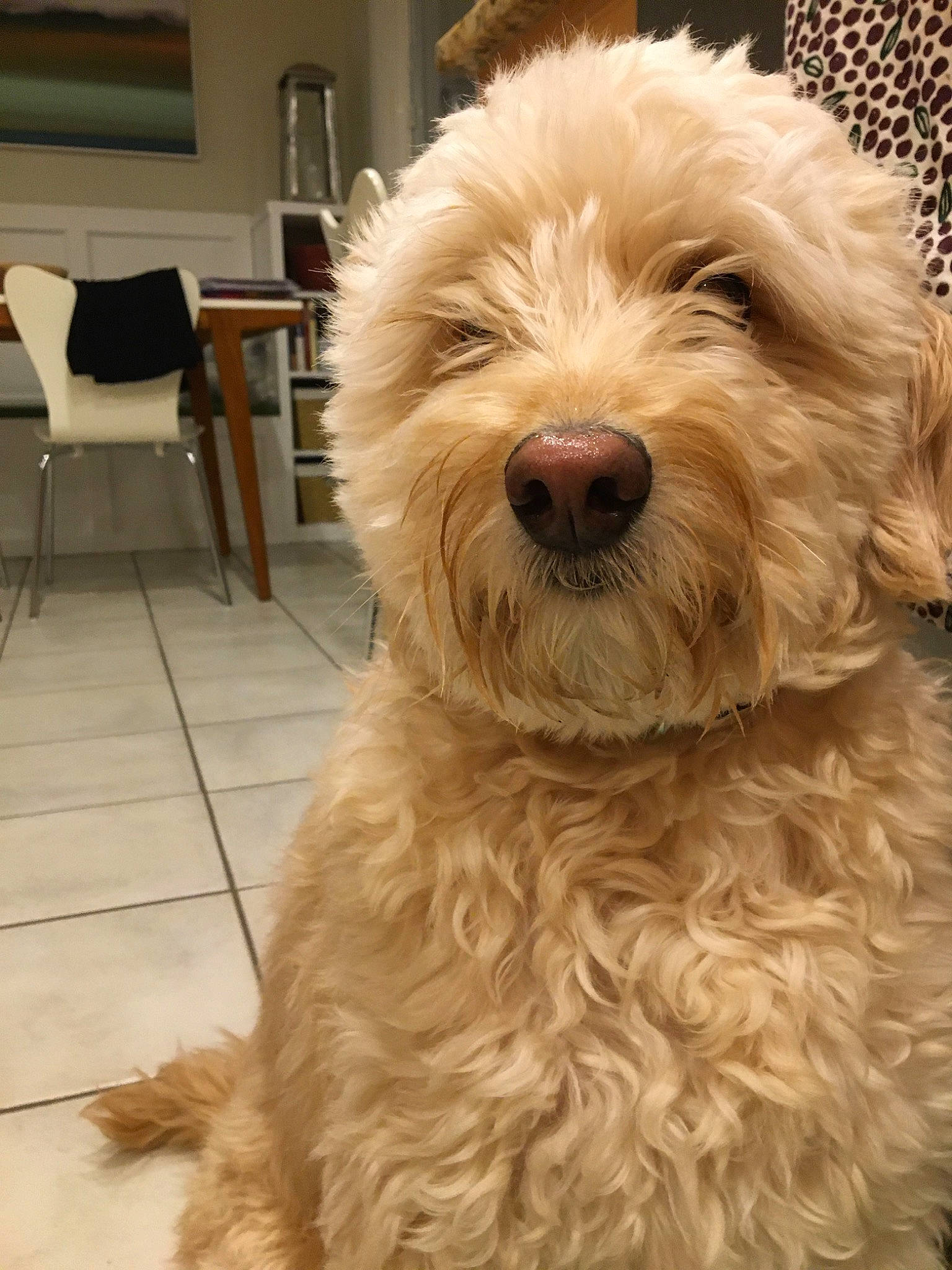 Polly joined the competition — help win amazing prizes! briquet_griffon_vendeen, canidae, carnivore, cockapoo, companion_dog, dog, dog_breed, dutch_smoushond, glen_of_imaal_terrier, havanese, irish_soft_coated_wheaten_terrier, mammal, poodle_crossbreed, sapsali, schnoodle, small_terrier, sporting_group, sporting_lucas_terrier, terrier, vertebrate