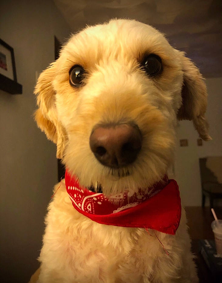 Polly joined the competition — help win amazing prizes! canidae, carnivore, companion_dog, dog, dog_breed, goldendoodle, irish_soft_coated_wheaten_terrier, labradoodle, mammal, miniature_schnauzer, nose, puppy, rare_breed_dog, schnoodle, sealyham_terrier, snout, sporting_group, sporting_lucas_terrier, terrier, vertebrate