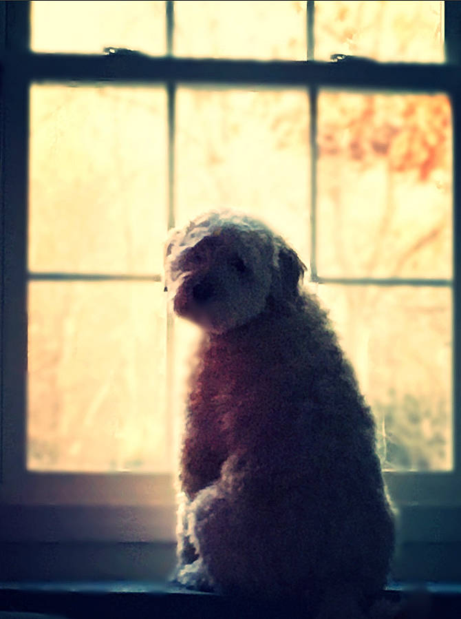 Polly joined the competition — help win amazing prizes! canidae, carnivore, snout, spanish_water_dog, sporting_group, window