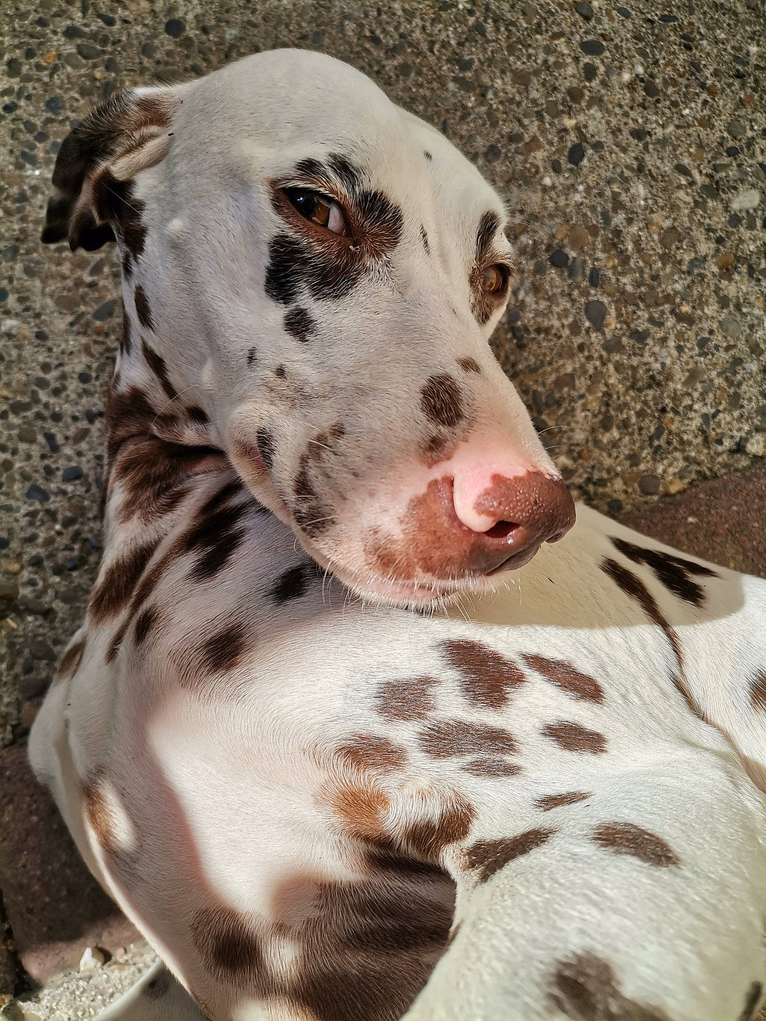 Effy participe au concours pour gagner de l'argent avec cette photo : canidae, carnivore, companion_dog, dalmatian, dog, dog_breed, fawn, fur, non_sporting_group, pattern, snout, sporting_group, terrestrial_animal, whiskers, white, working_animal