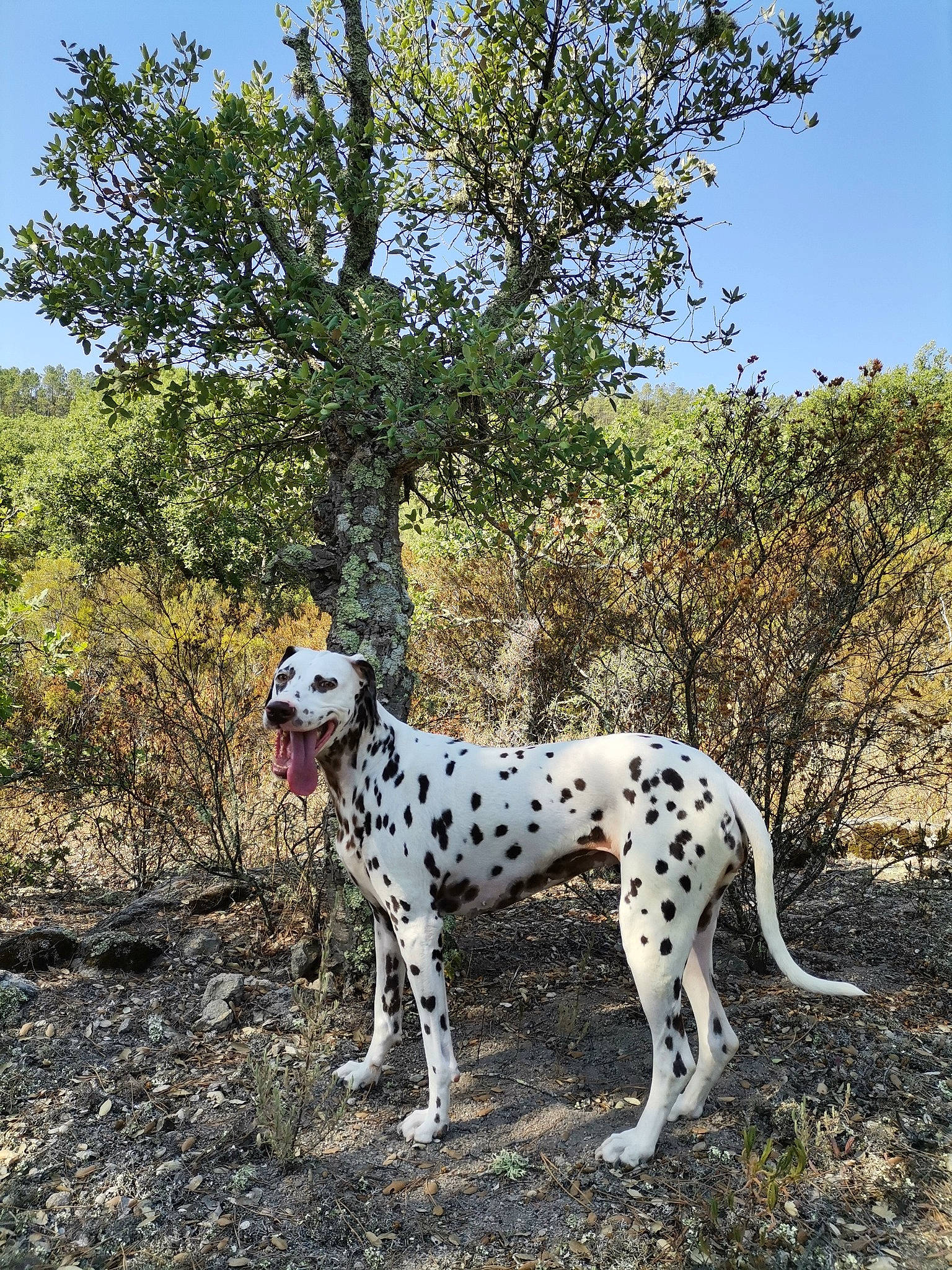 Effy participe au concours pour gagner de l'argent avec cette photo : canidae, carnivore, dalmatian, dog, dog_breed, fawn, grass, grassland, hunting_dog, non_sporting_group, plant, sky, snout, sporting_group, terrestrial_animal, tree, wildlife, working_dog