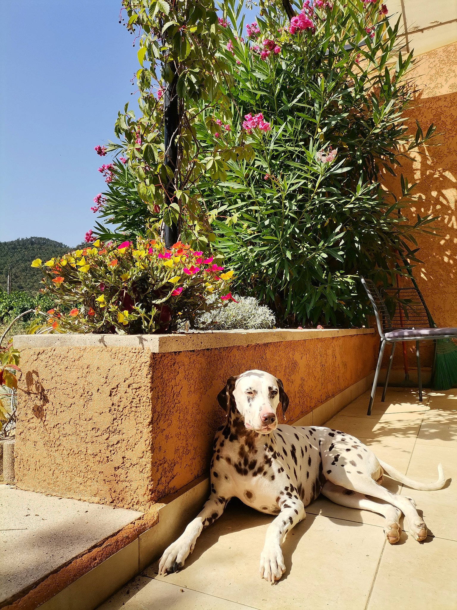 Effy participe au concours pour gagner de l'argent avec cette photo : carnivore, companion_dog, dalmatian, dog, dog_breed, fawn, floor, flooring, flower, flowerpot, grass, houseplant, leisure, morning, plant, shrub, sidewalk, sky, summer, tail