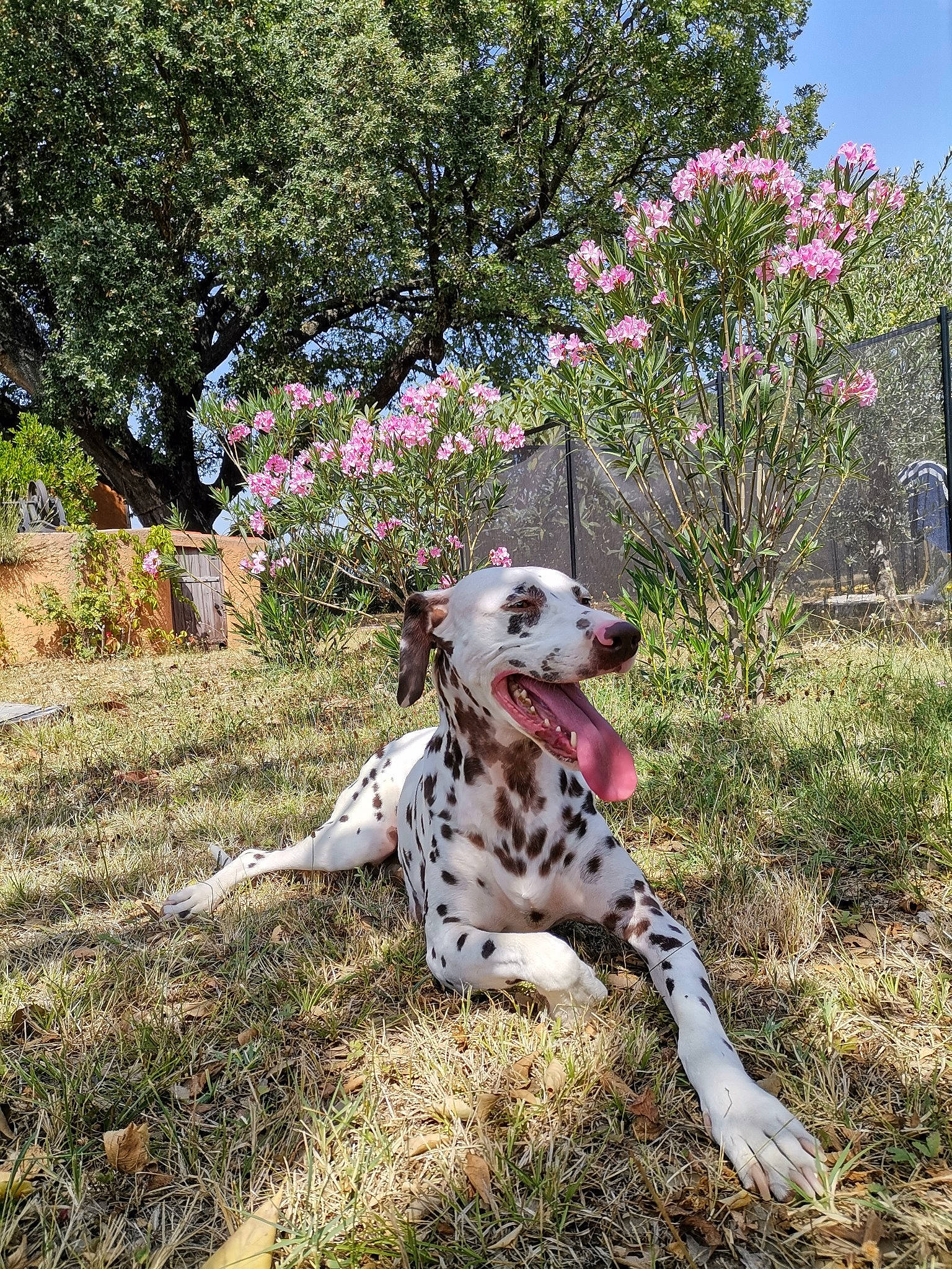 Effy a rejoint le concours — aidez-le/la à gagner de superbes lots ! carnivore, companion_dog, dalmatian, dog, dog_breed, fawn, flower, garden, grass, grassland, groundcover, landscape, plant, shrub, sky, soil, tail, terrestrial_animal, tree, working_dog