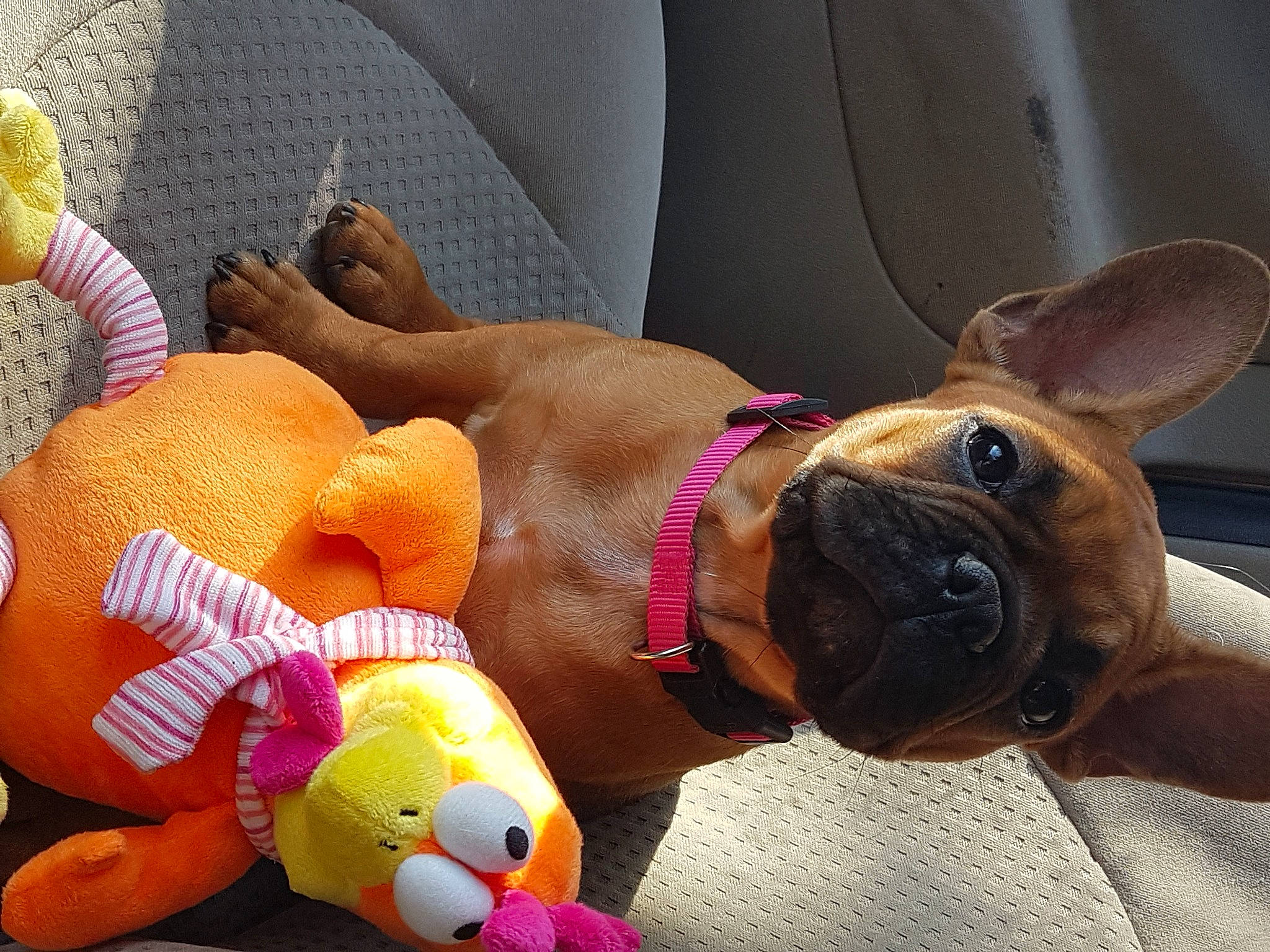 Sushi participe au concours pour gagner de l'argent avec cette photo : carnivore, collar, comfort, companion_dog, dog, dog_breed, dog_collar, dog_supply, fawn, foot, human_leg, mammal, paw, pet_supply, snout, stuffed_toy, tail, toy, vertebrate, working_animal