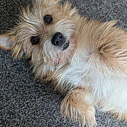 Mouse joined the competition — help win amazing prizes! dog, pet, fluffy, fur, lying_down, carpet, cute, animal, mischievous, eyes, nose, whiskers, ears, indoor, closeup, portrait, scruffy, small_dog, relaxed, friendly