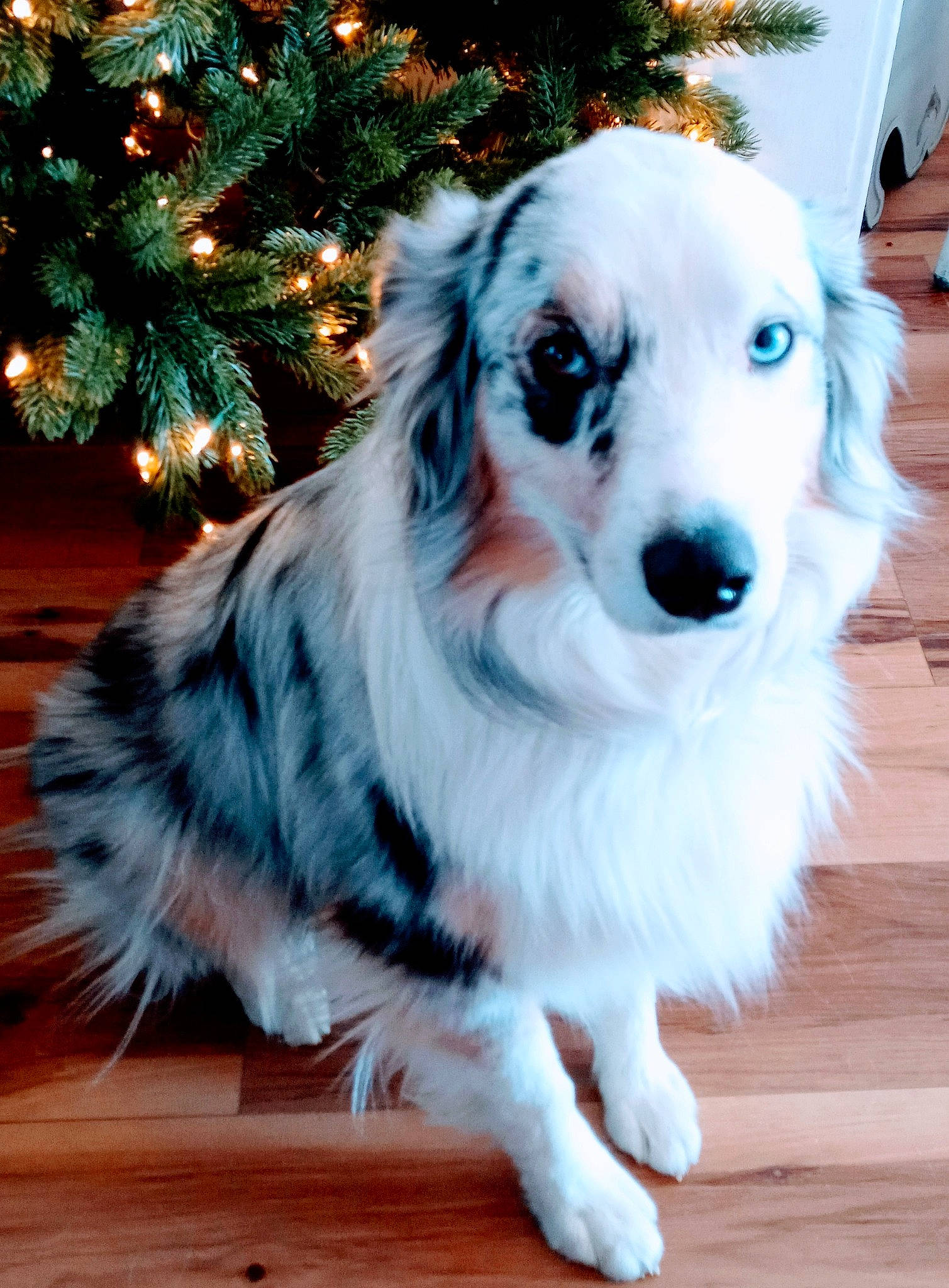 Freya joined the competition — help win amazing prizes! carnivore, christmas_decoration, christmas_ornament, christmas_tree, companion_dog, conifer, dog, dog_breed, dog_supply, event, evergreen, fawn, fur, happy, holiday, ornament, plant, toy_dog, tree, whiskers