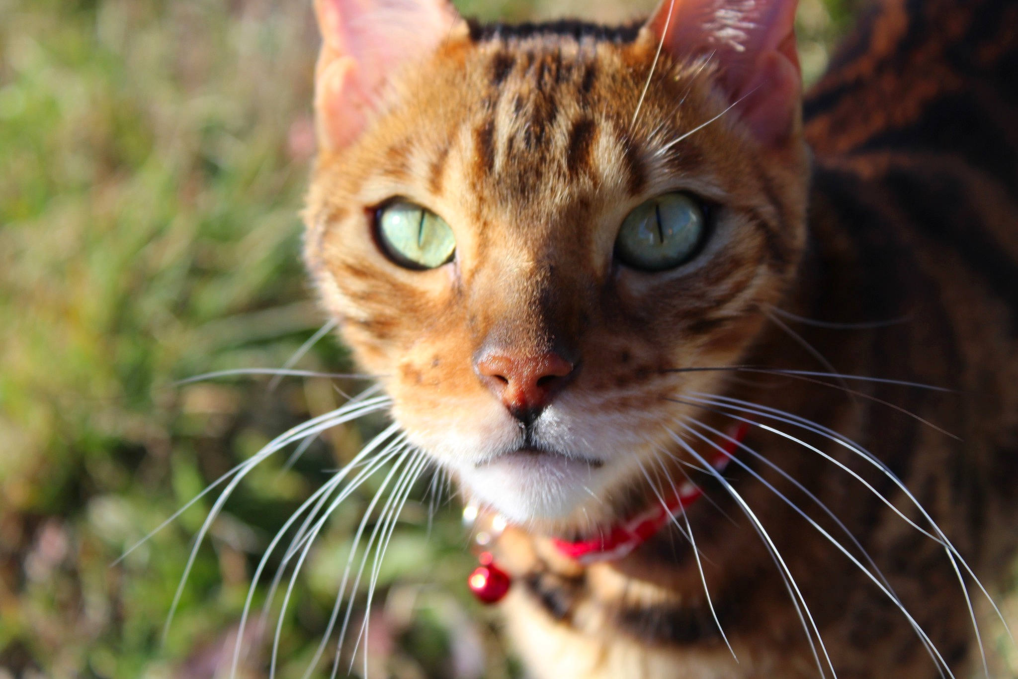 Léto participe au concours pour gagner de l'argent avec cette photo : aegean_cat, asian, bengal, carnivore, cat, close_up, domestic_short_haired_cat, european_shorthair, eye, felidae, mammal, nose, organism, small_to_medium_sized_cats, snout, tabby_cat, toyger, vertebrate, whiskers, wildlife