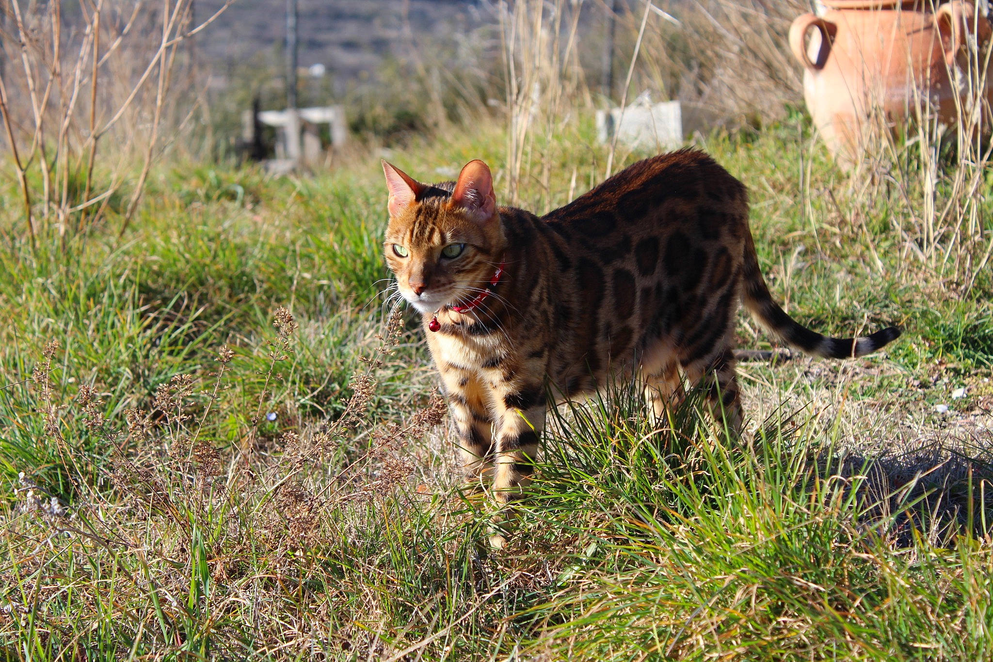 Léto participe au concours pour gagner de l'argent avec cette photo : bengal, carnivore, cat, domestic_short_haired_cat, european_shorthair, felidae, grass, mammal, ocicat, plant, small_to_medium_sized_cats, sokoke, tabby_cat, terrestrial_animal, toyger, tree, vertebrate, whiskers, wild_cat, wildlife