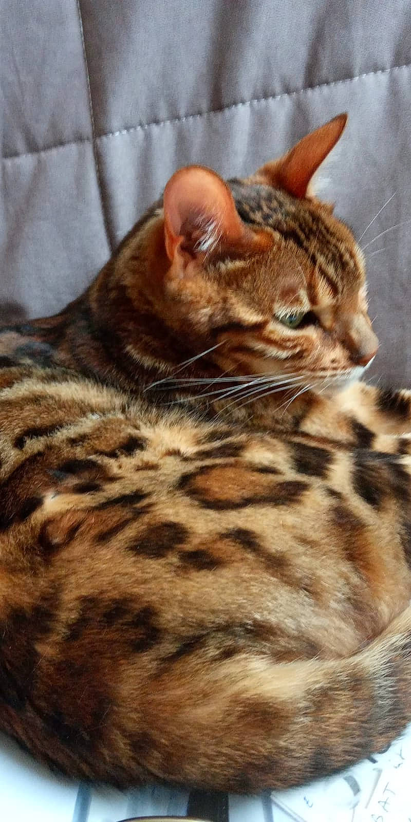 Léto participe au concours pour gagner de l'argent avec cette photo : american_shorthair, arabian_mau, asian, bengal, california_spangled, carnivore, cat, domestic_short_haired_cat, dragon_li, european_shorthair, felidae, mammal, ocicat, rusty_spotted_cat, small_to_medium_sized_cats, sokoke, tabby_cat, toyger, vertebrate, whiskers