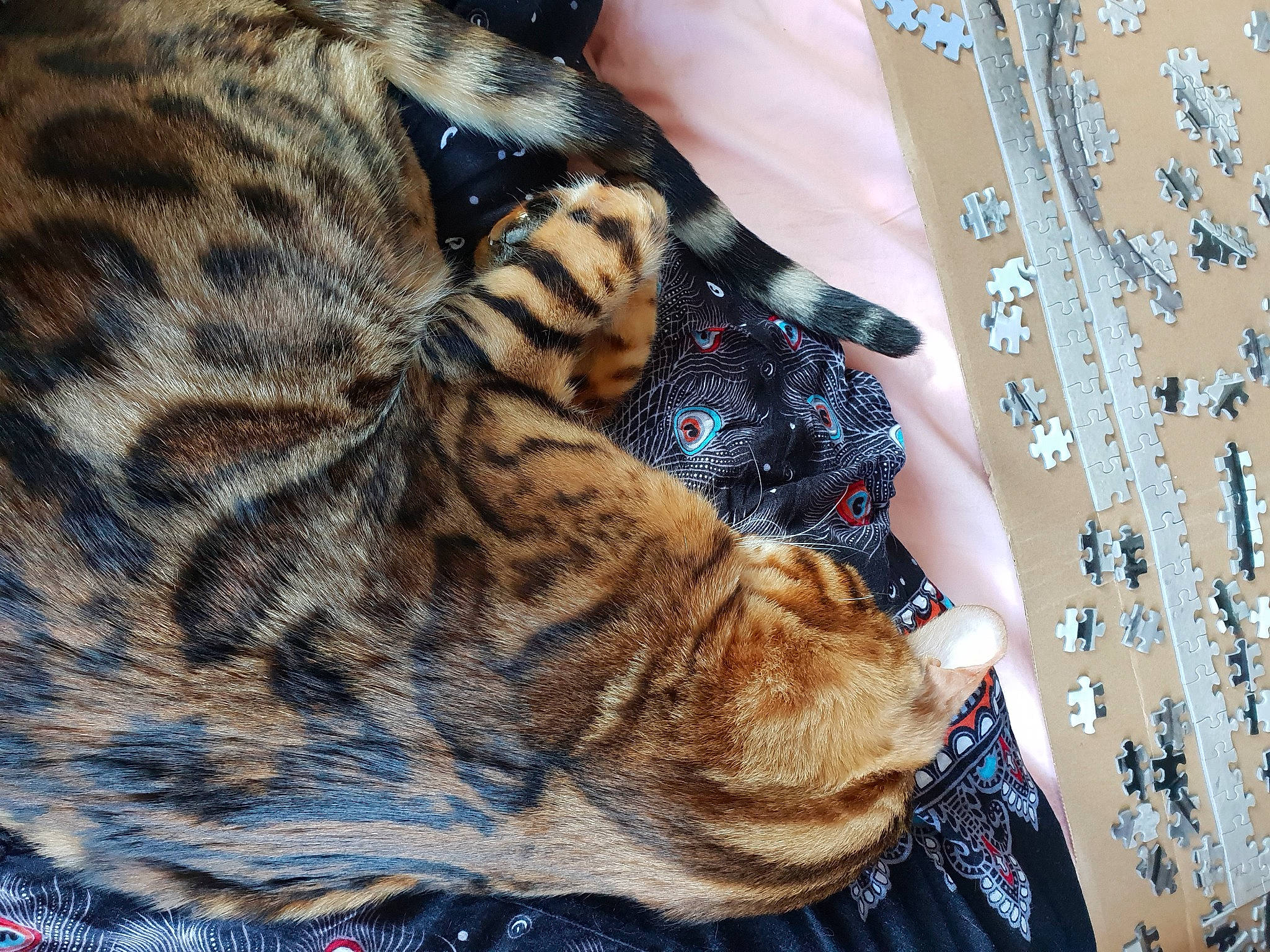 Léto a rejoint le concours — aidez-le/la à gagner de superbes lots ! american_shorthair, asian, bengal, carnivore, cat, dragon_li, egyptian_mau, european_shorthair, fawn, felidae, fur, kitten, mammal, ocicat, small_to_medium_sized_cats, sokoke, tabby_cat, tail, toyger, whiskers