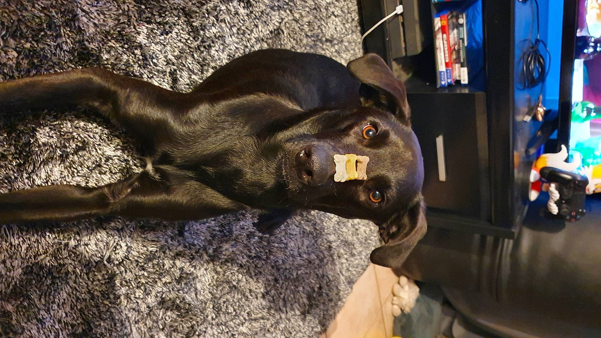 Halba participe au concours pour gagner de l'argent avec cette photo : art, canidae, carnivore, companion_dog, dog, dog_breed, fawn, fictional_character, fur, guard_dog, jaw, liver, metal, non_sporting_group, sculpture, snout, sporting_group, terrestrial_animal, whiskers, working_animal