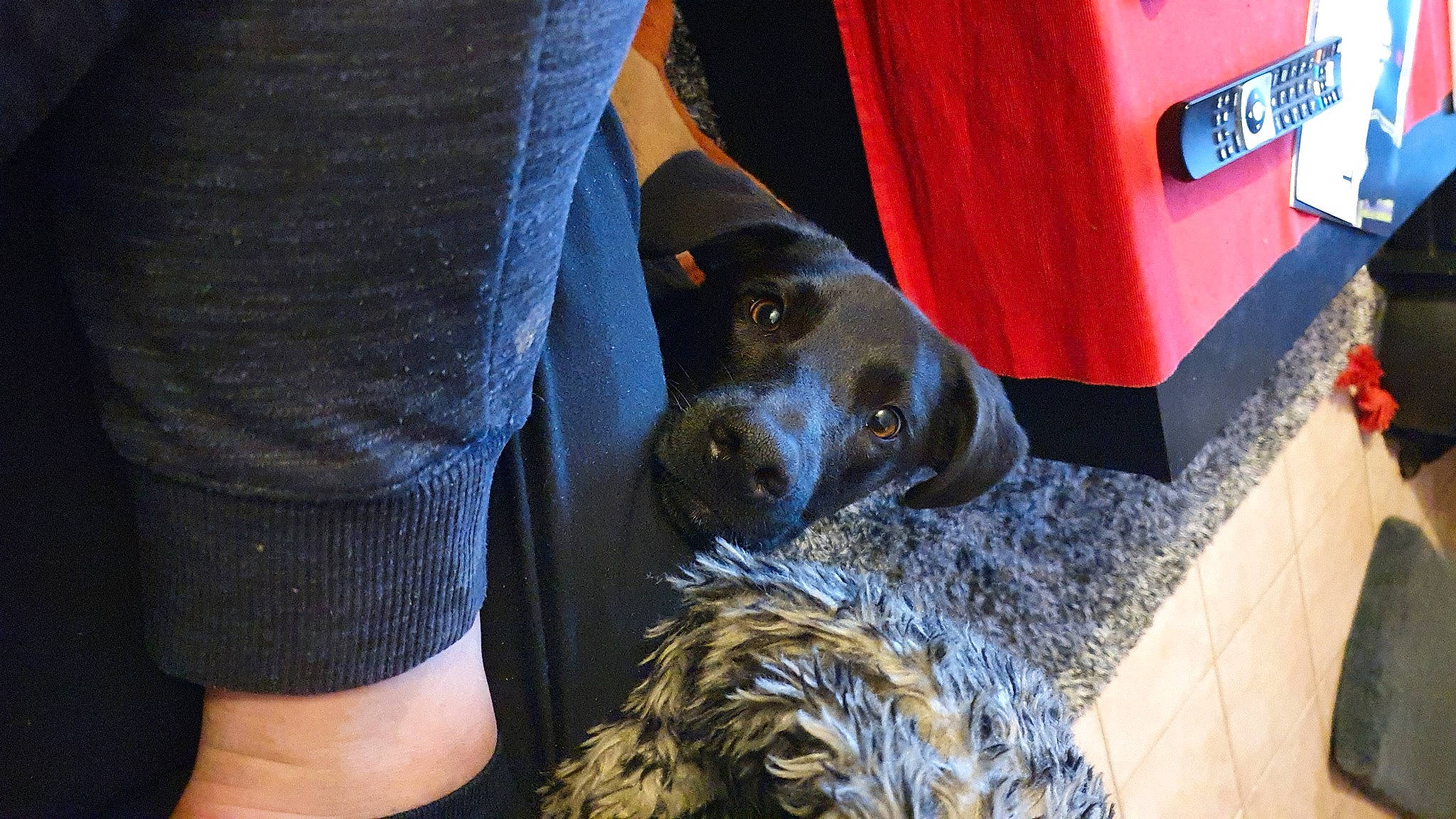 Halba participe au concours pour gagner de l'argent avec cette photo : automotive_exterior, automotive_tire, bumper, canidae, carnivore, collar, companion_dog, denim, dog, dog_breed, dog_collar, electric_blue, fawn, fur, giant_dog_breed, guard_dog, snout, sporting_group, vehicle_door, working_animal