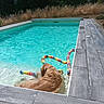 Ulysse participe au concours pour gagner de l'argent avec cette photo : dog, golden_retriever, pool, water, toy, outdoor, sunny, grass, trees, relaxing, shallow_water, playful, colorful, pet, summer, daylight, nature, wooden_deck, blue_water, canine