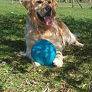 Ulysse a rejoint le concours — aidez-le/la à gagner de superbes lots ! dog, golden_retriever, grass, outdoor, sunlight, frisbee, pet, animal, tongue_out, happy, nature, tree, shadow, playful, canine, summer, greenery, field, leaves, relaxed