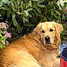 Ulysse participe au concours pour gagner de l'argent avec cette photo : golden_retriever, dog, pet, outdoor, garden, plants, greenery, flowers, foliage, relaxed, laying_down, canine, nature, animal, fur, paw, calm, portrait, summer, daylight