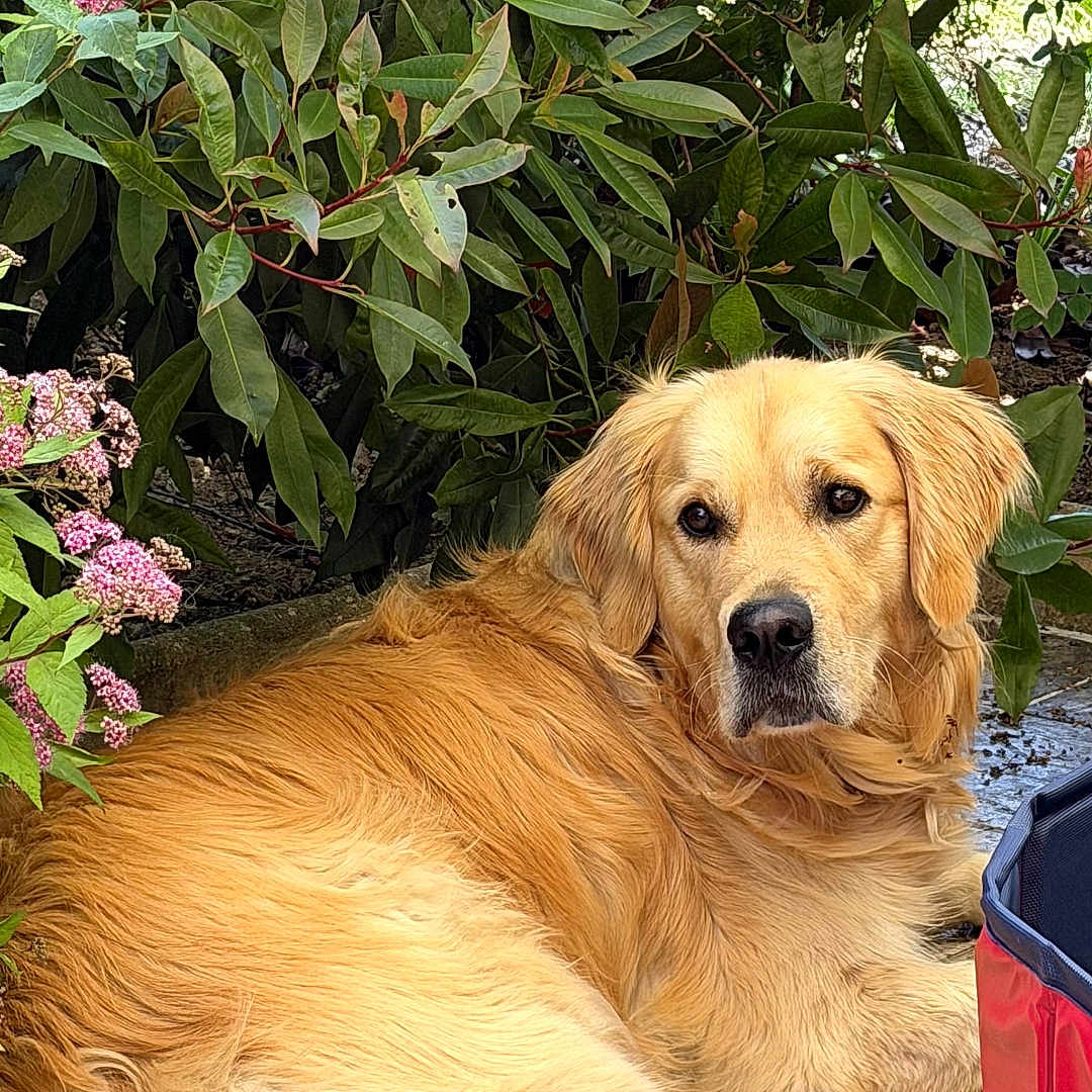Ulysse participe au concours pour gagner de l'argent avec cette photo : golden_retriever, dog, pet, outdoor, garden, plants, greenery, flowers, foliage, relaxed, laying_down, canine, nature, animal, fur, paw, calm, portrait, summer, daylight