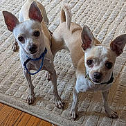 Junior And Chica is registered to the contest to win money with this photo: alert, animal, brown, carpet, chihuahua, collar, companion, cute, dog, domestic_animal, ears, floor, fur, indoor, looking, pet, small_dog, standing, two_animals, white