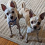 alert, animal, brown, carpet, chihuahua, collar, companion, cute, dog, domestic_animal, ears, floor, fur, indoor, looking, pet, small_dog, standing, two_animals, white