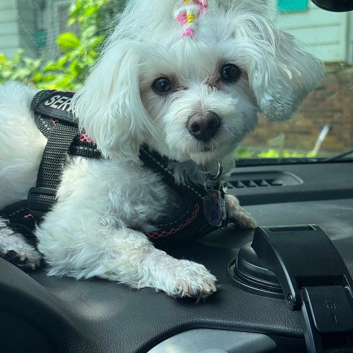 Hope joined the competition — help win amazing prizes! dog, white_dog, service_dog, car_dashboard, harness, hair_tie, cute, fluffy, pet, indoor, toy, figurine, vehicle, window, green_shutters, closeup, animal, seatbelt, relaxing, companion