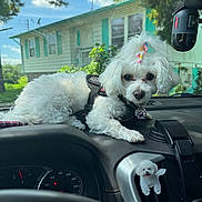Hope is registered to the contest to win money with this photo: dog, white_dog, dashboard, car_interior, dog_harness, dog_collar, dog_toy, vent, house, trees, sky, sunny, window, leash, fur, pet, cute, animal, small_dog, indoors