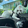 dog, white_dog, dashboard, car_interior, dog_harness, dog_collar, dog_toy, vent, house, trees, sky, sunny, window, leash, fur, pet, cute, animal, small_dog, indoors