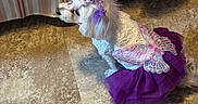 Hope joined the competition — help win amazing prizes! accessory, bed_skirt, butterfly_wings, costume, decor, dog, floor, hair_accessory, indoor, pet, pet_clothing, purple, shoe, shoelace, sitting, small_dog, striped, tile_floor, tutu, white_dog