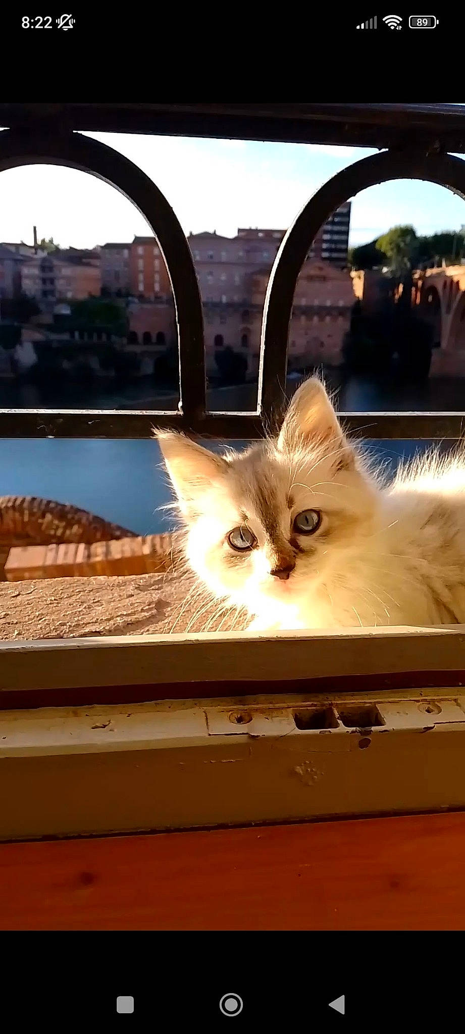 Diana participe au concours pour gagner de l'argent avec cette photo : arch, balinese, box, carnivore, cat, domestic_short_haired_cat, fawn, felidae, fur, mammal, paw, photo_caption, sky, small_to_medium_sized_cats, snout, tail, tree, whiskers, window, wood