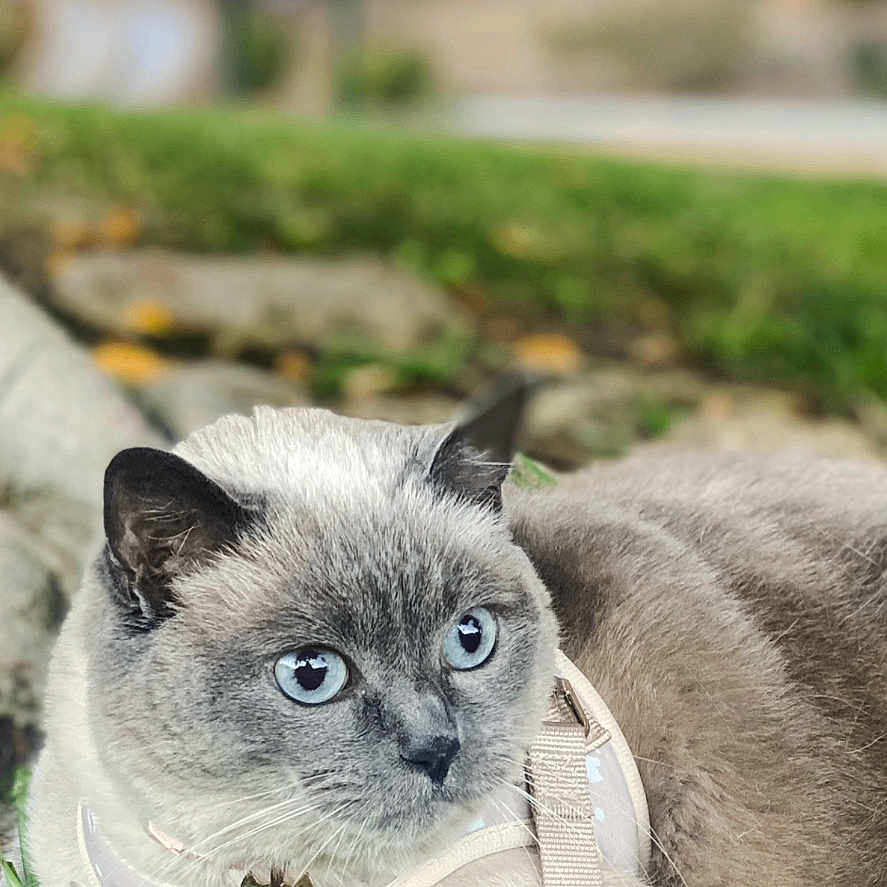 Feyo joined the competition — help win amazing prizes! alert, animal, blue_eyes, cat, close_up, cute, daylight, domestic_animal, feline, fur, grass, gray_cat, greenery, harness, leash, nature, outdoor, pet, resting, whiskers