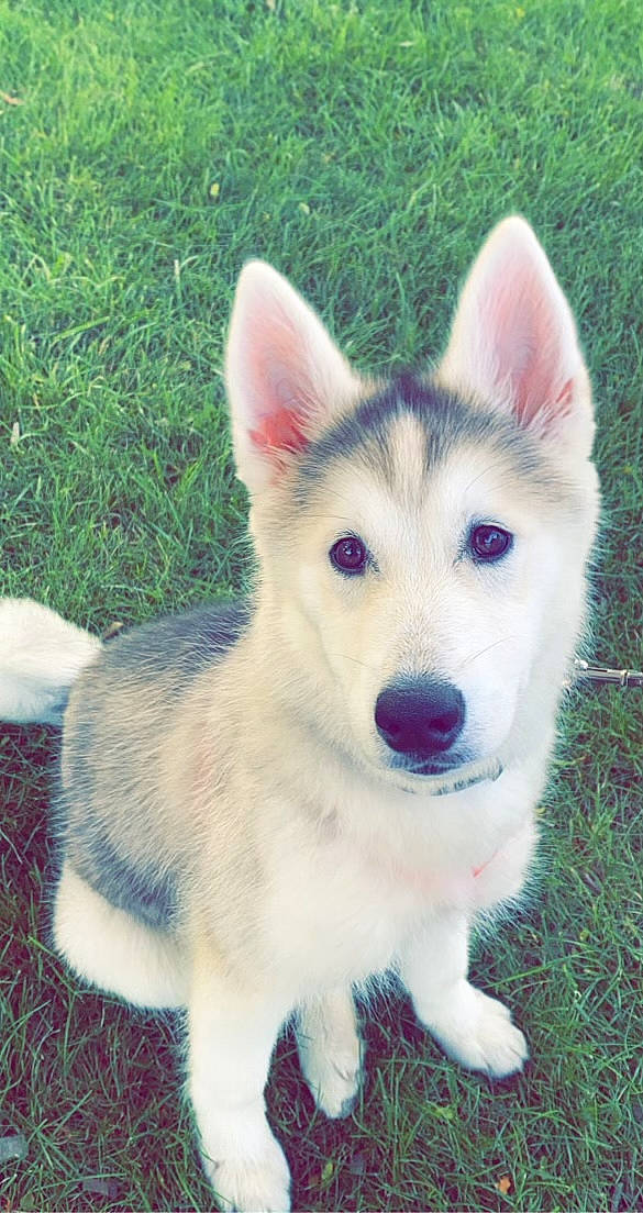 Maya Lou is registered to the contest to win money with this photo: ancient_dog_breeds, canidae, carnivore, companion_dog, dog, dog_breed, fang, fawn, fur, grass, non_sporting_group, plant, siberian_husky, sled_dog, sporting_group, terrestrial_animal, whiskers, working_animal, working_dog